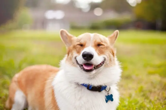 Adopterito 3
