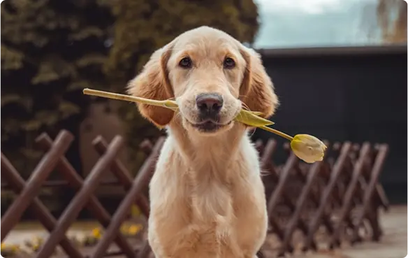 Perro con flor en la boca