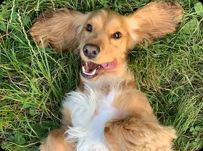 Perro feliz